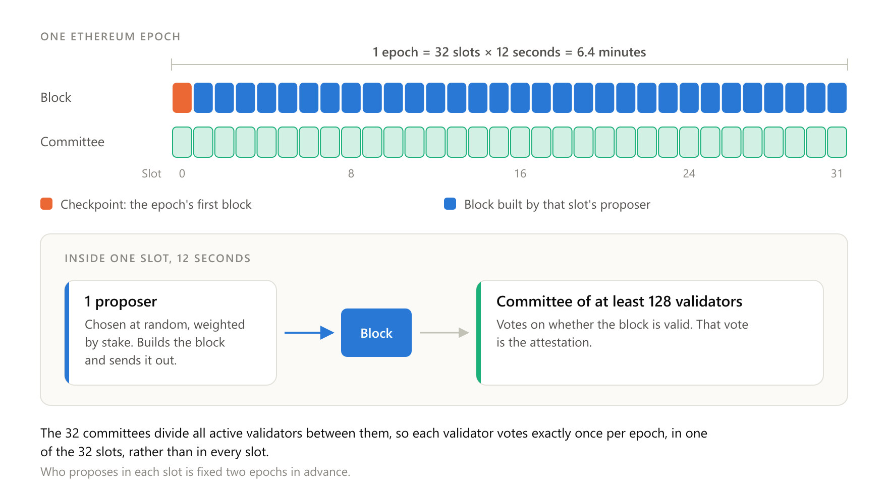 In every epoch each active validator votes exactly once, in one of the 32 slots, while the epoch's first block serves as the checkpoint.